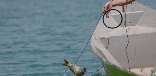 Pesca de carpas en Albania comienza una nueva etapa