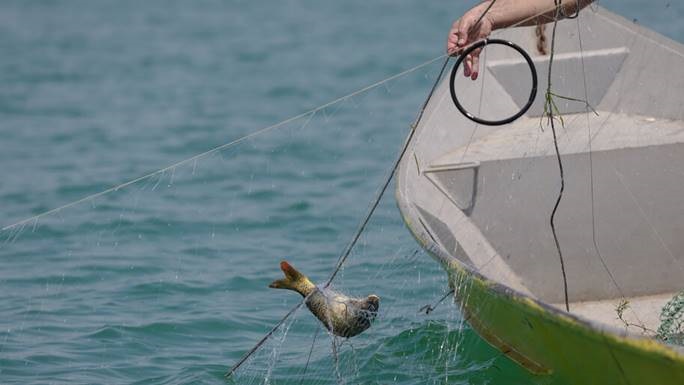 Pesca de carpas en Albania comienza una nueva etapa