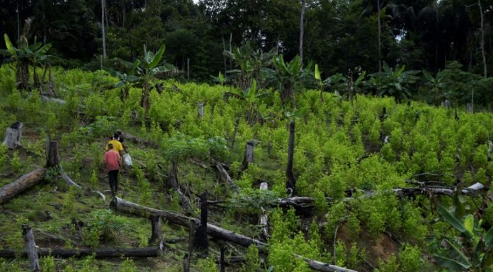 'Somos campesinos', cocaleros de Colombia piden apoyo del gobierno