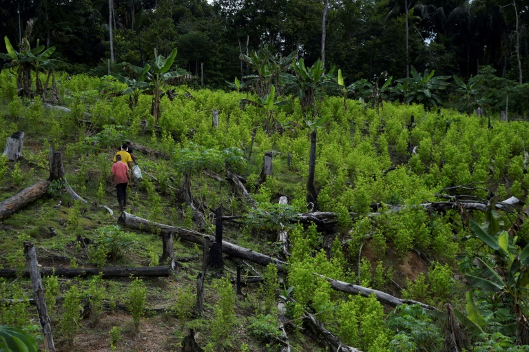 'Somos campesinos', cocaleros de Colombia piden apoyo del gobierno