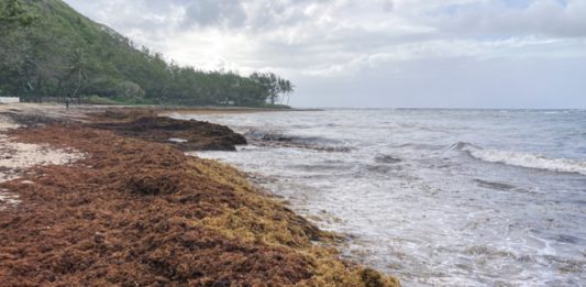 Un proyecto busca soluciones a presencia del sargazo en el Caribe