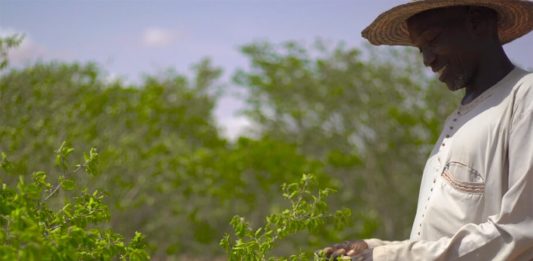 Una muralla que restaura la tierra y empodera a las comunidades del Níger