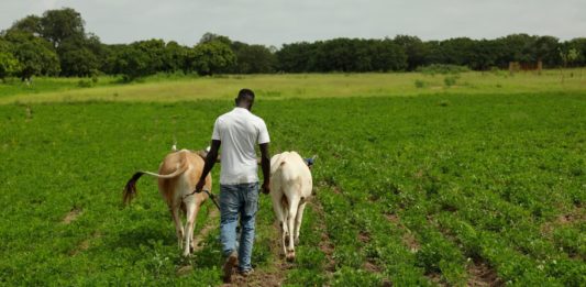 Cómo estos migrantes crearon negocios de éxito al regresar a su país