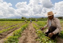 Cómo la naturaleza puede ayudar a crear empleos, según la OIT