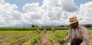 Cómo la naturaleza puede ayudar a crear empleos, según la OIT