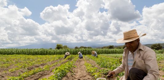 Cómo la naturaleza puede ayudar a crear empleos, según la OIT