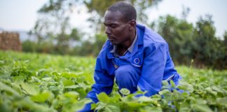 Escuelas de campo transforman la vida de estos agricultores