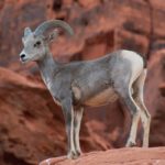 Construirán cruces de vida silvestre para proyecto ferroviario entre California y Nevada