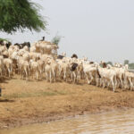 Cómo la demanda de agua afecta a las zonas agrícolas de Senegal