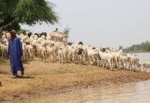Cómo la demanda de agua afecta a las zonas agrícolas de Senegal
