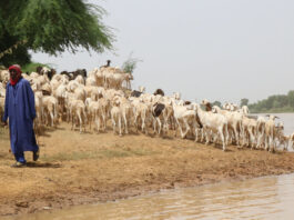 Cómo la demanda de agua afecta a las zonas agrícolas de Senegal