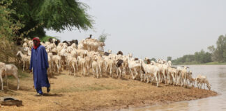 Cómo la demanda de agua afecta a las zonas agrícolas de Senegal