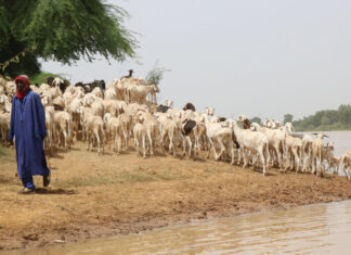 Cómo la demanda de agua afecta a las zonas agrícolas de Senegal