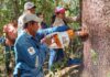 Copaiba, el ‘árbol milagroso’ que es fuente de ingresos y salud en Bolivia