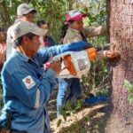 Copaiba, el ‘árbol milagroso’ que es fuente de ingresos y salud en Bolivia
