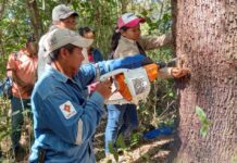 Copaiba, el ‘árbol milagroso’ que es fuente de ingresos y salud en Bolivia