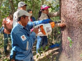Copaiba, el ‘árbol milagroso’ que es fuente de ingresos y salud en Bolivia