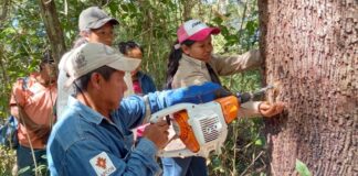 Copaiba, el ‘árbol milagroso’ que es fuente de ingresos y salud en Bolivia