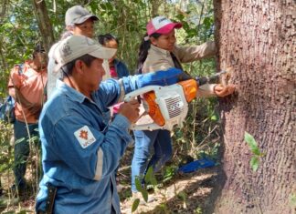 Copaiba, el ‘árbol milagroso’ que es fuente de ingresos y salud en Bolivia