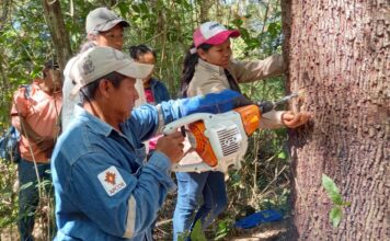 Copaiba, el ‘árbol milagroso’ que es fuente de ingresos y salud en Bolivia