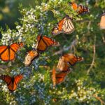 Mariposa Monarca