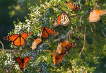 Mariposa Monarca