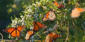 Mariposa Monarca