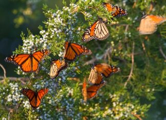 Mariposa Monarca
