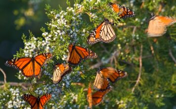 Mariposa Monarca
