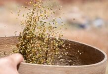 Cómo el Freekeh ofrece oportunidades económicas a las mujeres rurales del Líbano