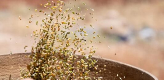 Cómo el Freekeh ofrece oportunidades económicas a las mujeres rurales del Líbano