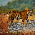 Población de tigres salvajes en la India sigue aumentando