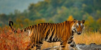 Población de tigres salvajes en la India sigue aumentando