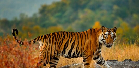 Población de tigres salvajes en la India sigue aumentando