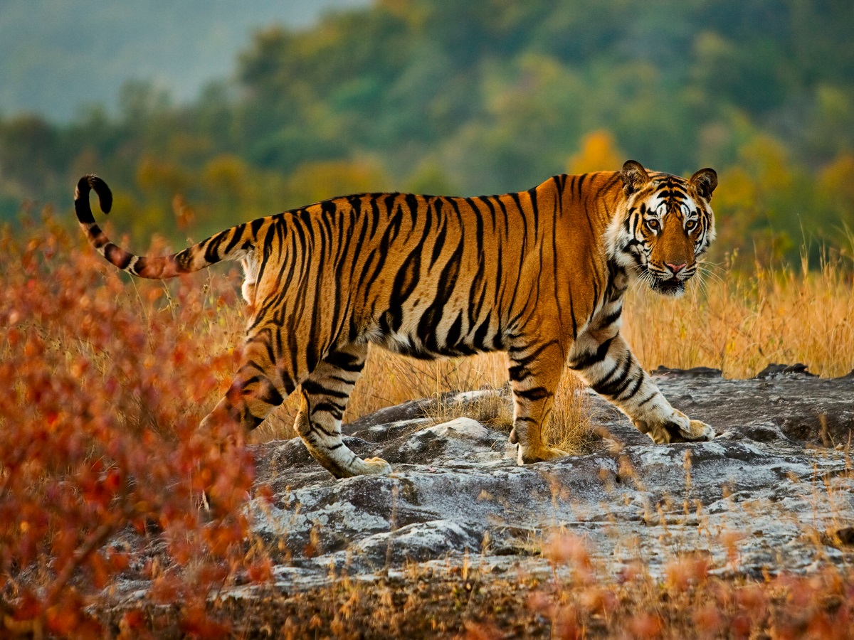 Población de tigres salvajes en la India sigue aumentando