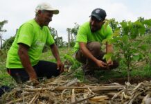 Siembra de árboles ayuda a recuperar el abastacemiento de agua en El Salvador