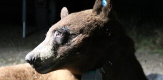 Colocan collar de rastreo a oso negro descubierto en las montañas de Santa Mónica