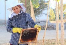 Cómo las abejas crean medios de vida en todo el mundo