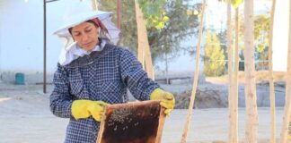 Cómo las abejas crean medios de vida en todo el mundo