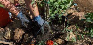Cómo lograr un jardín de poco riego y a su gusto en California