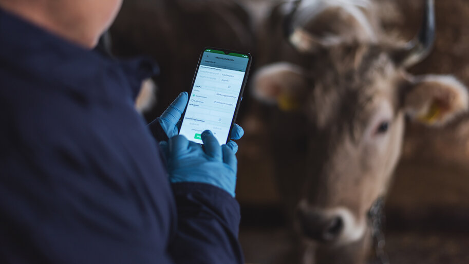 Un sistema que permite la rastreabilidad del ganado en Georgia