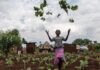 La agricultura ofrece un medio de inclusión a los refugiados en Uganda