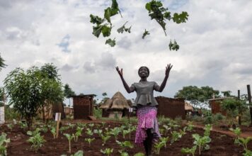 La agricultura ofrece un medio de inclusión a los refugiados en Uganda