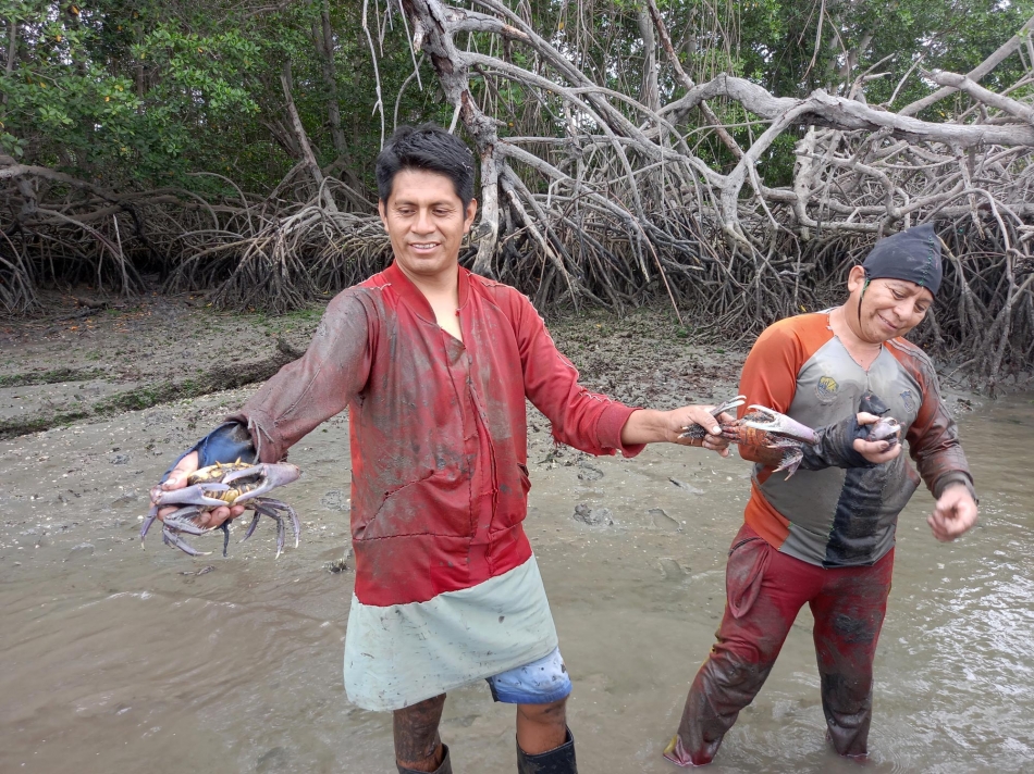 Pescadores del Perú ayudan a preservan los manglares y los recursos oceánicos