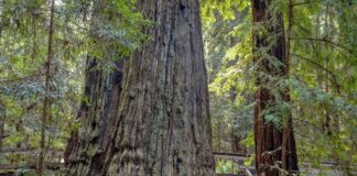 Semana Anual de los Parques Estatales en California