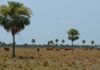Uso de la tecnología en la lucha contra la deforestación en Paraguay