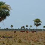 Uso de la tecnología en la lucha contra la deforestación en Paraguay