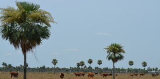 Uso de la tecnología en la lucha contra la deforestación en Paraguay