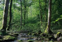 El rol crucial de los bosques en la existencia cotidiana del ser humano