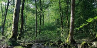 El rol crucial de los bosques en la existencia cotidiana del ser humano